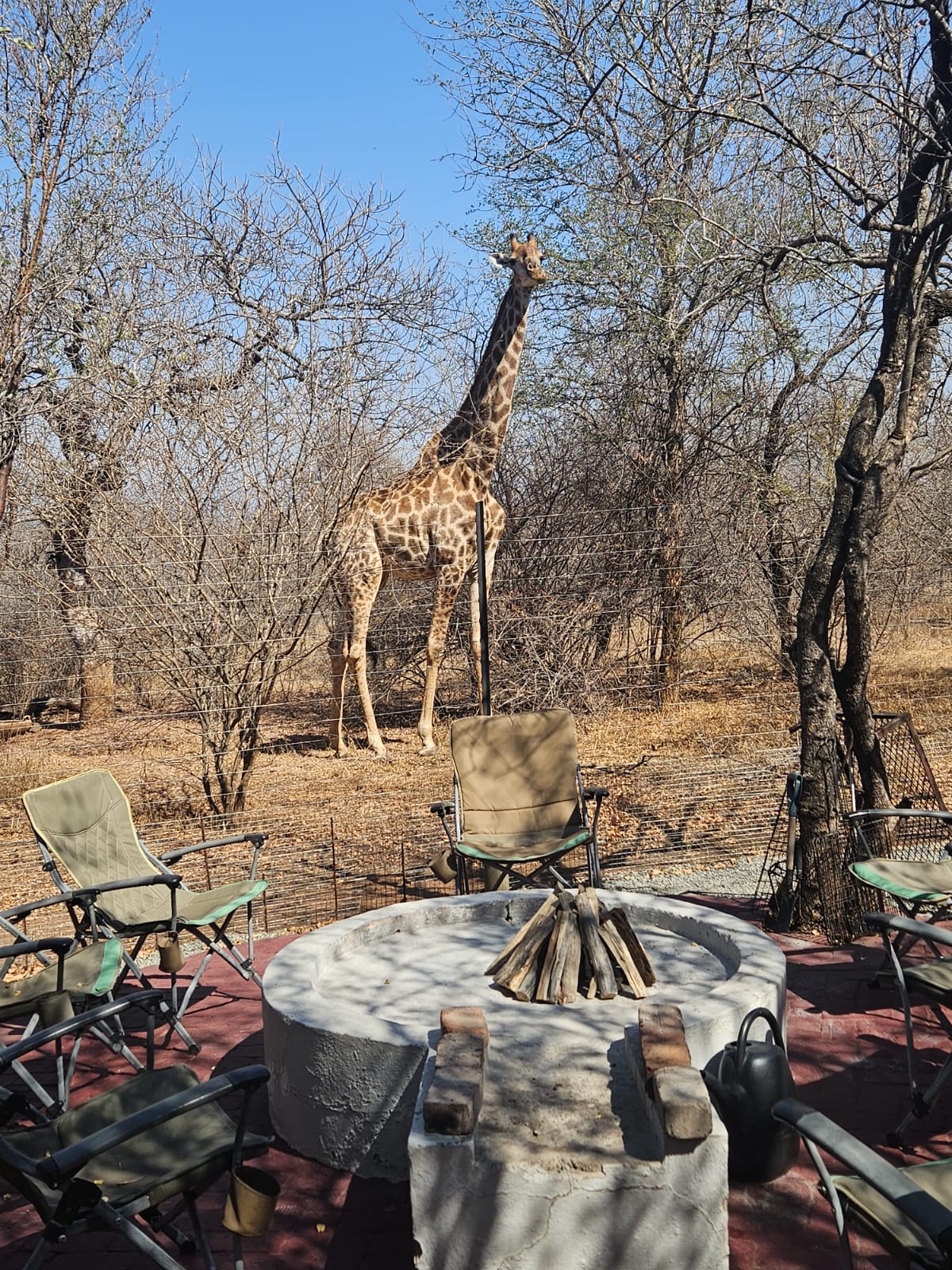 Giraffe at Woodlands Buh Lodge